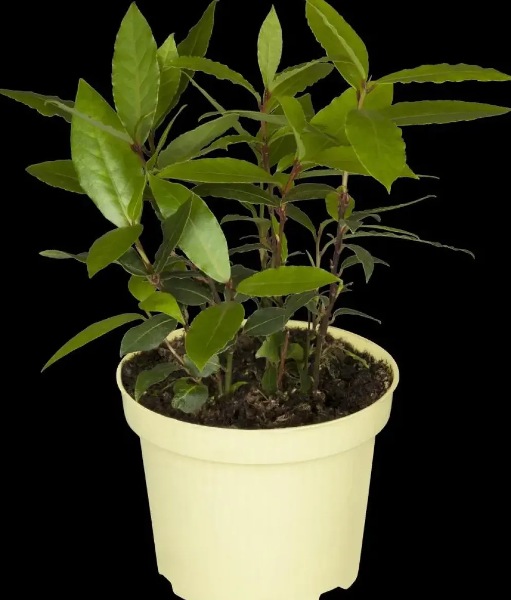 Laurus nobilis (Laurier)