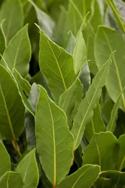 Laurus nobilis (Laurier)