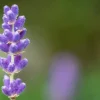 Lavandula angustifolia 'Hidcote' (Lavendel)