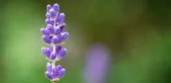 Lavandula angustifolia 'Hidcote' (Lavendel)