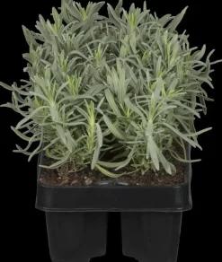 Lavandula angustifolia 'Hidcote' (Lavendel)