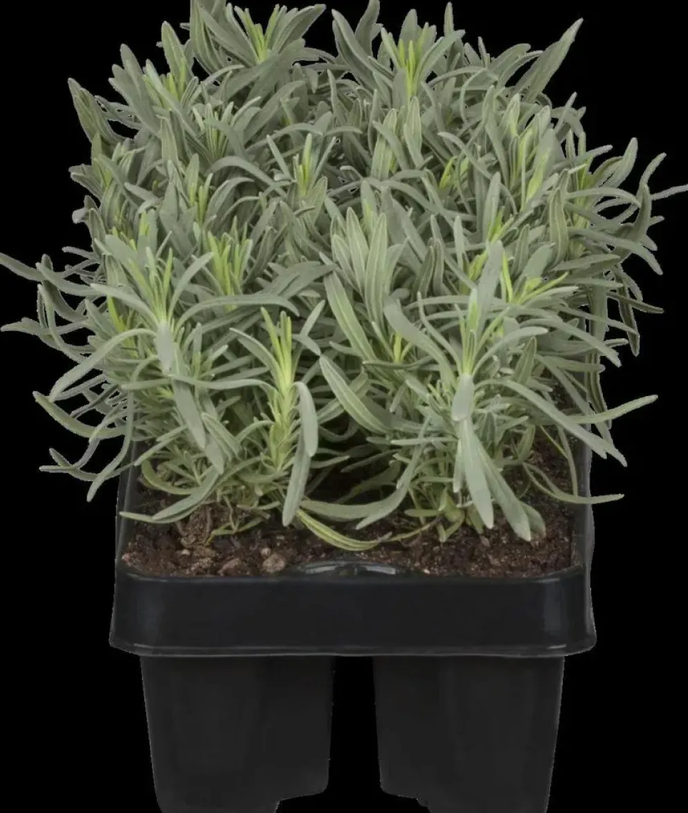 Lavandula angustifolia 'Hidcote' (Lavendel)