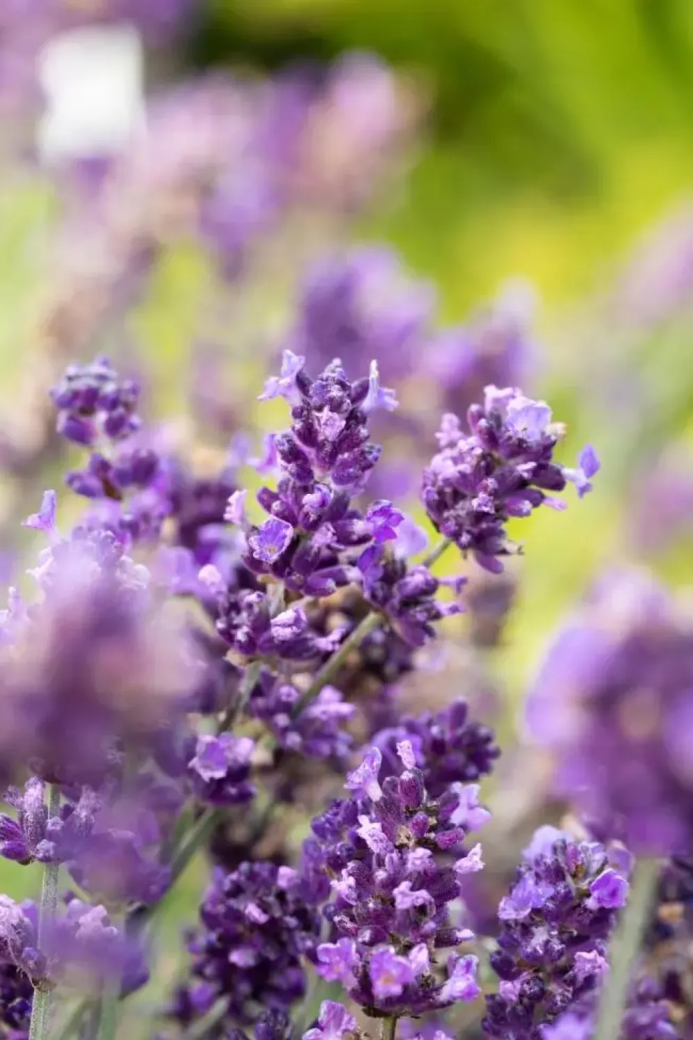 Lavandula angustifolia 'Hidcote' (Lavendel)