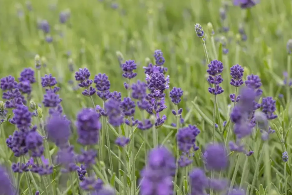 Lavandula angustifolia 'Hidcote' (Lavendel)