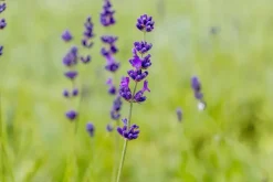Lavandula angustifolia 'Hidcote' (Lavendel)