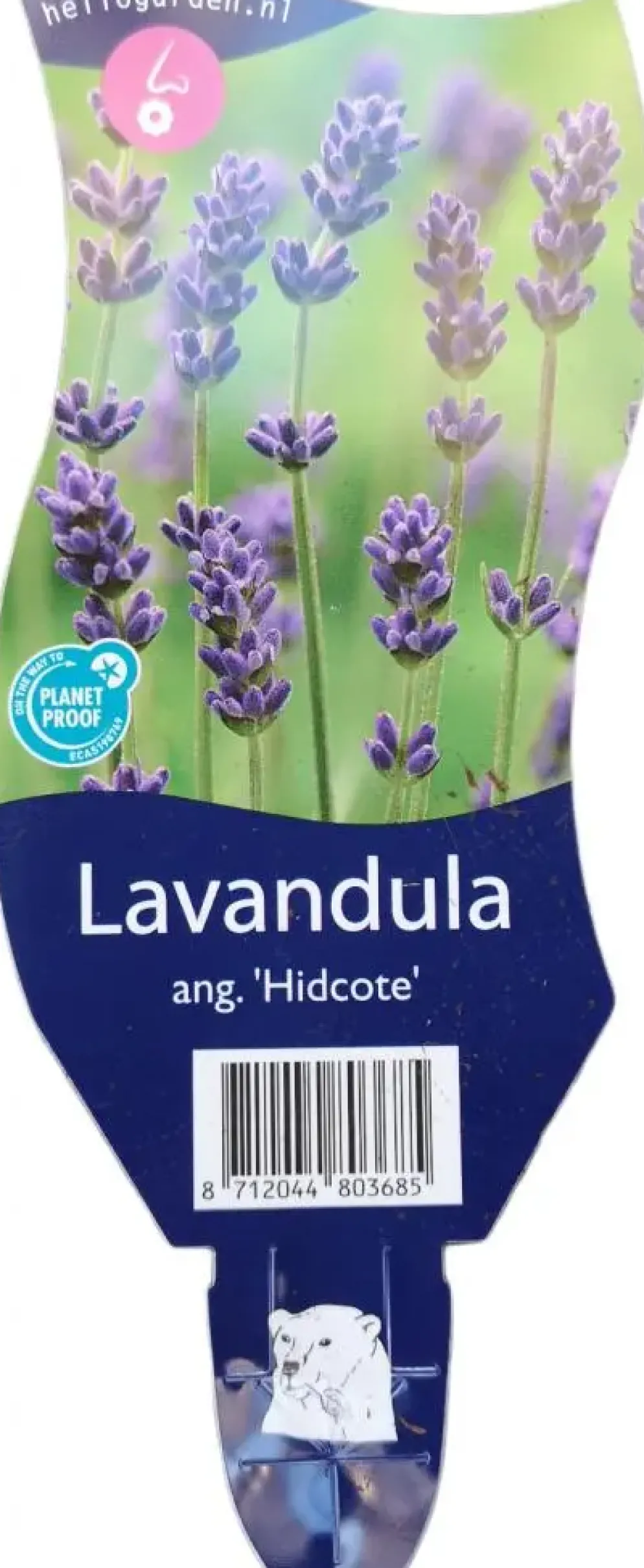 Lavandula angustifolia 'Hidcote' (Lavendel)