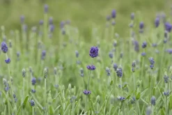 Lavandula angustifolia 'Hidcote' (Lavendel)