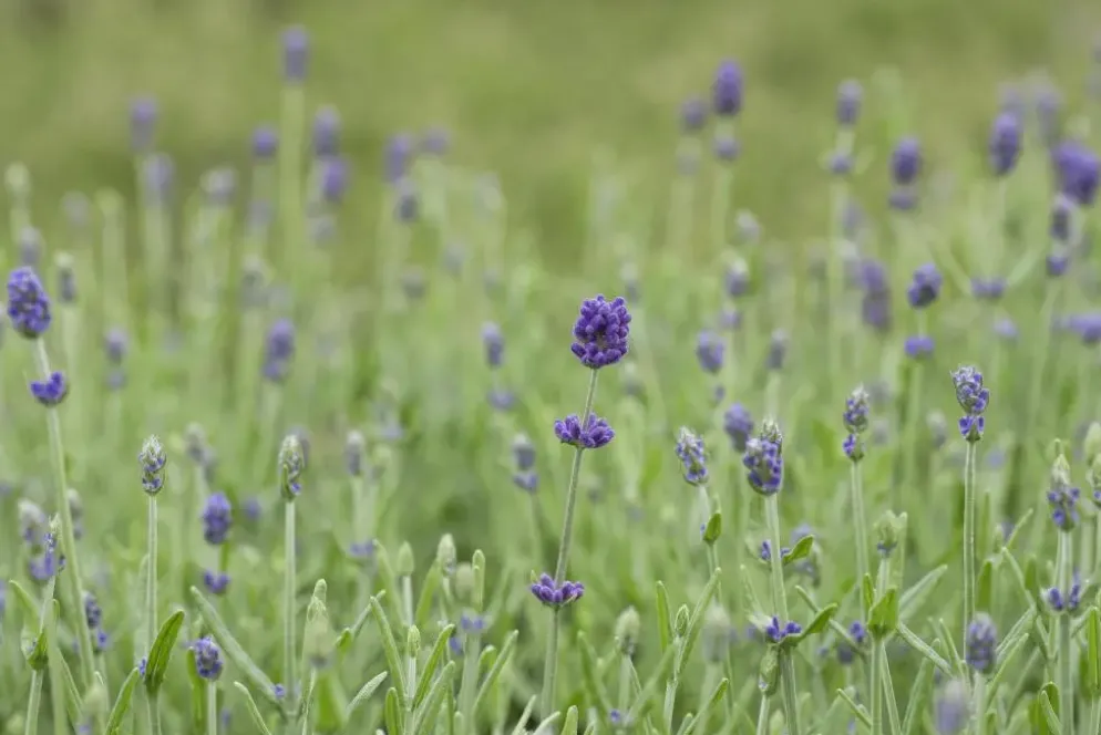 Lavandula angustifolia 'Hidcote' (Lavendel)