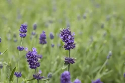 Lavandula angustifolia 'Hidcote' (Lavendel)
