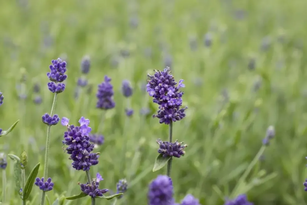 Lavandula angustifolia 'Hidcote' (Lavendel)