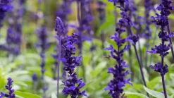 Lavandula angustifolia 'Hidcote' (Lavendel)