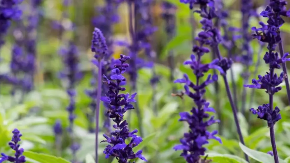 Lavandula angustifolia 'Hidcote' (Lavendel)