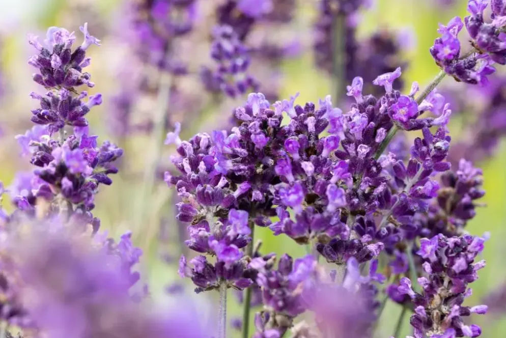 Lavandula angustifolia 'Hidcote' (Lavendel)