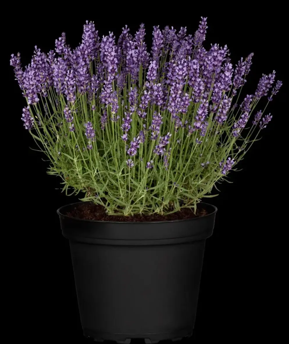 Lavandula angustifolia 'Hidcote' (Lavendel)