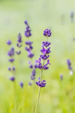 Lavandula angustifolia 'Hidcote' (Lavendel)