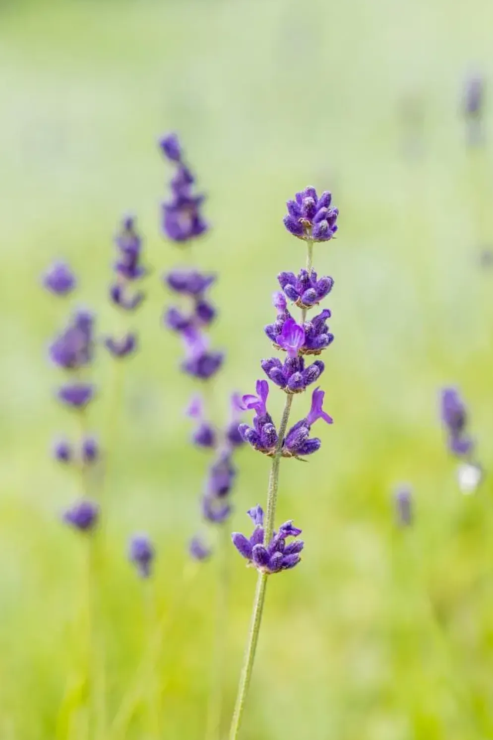 Lavandula angustifolia 'Hidcote' (Lavendel)