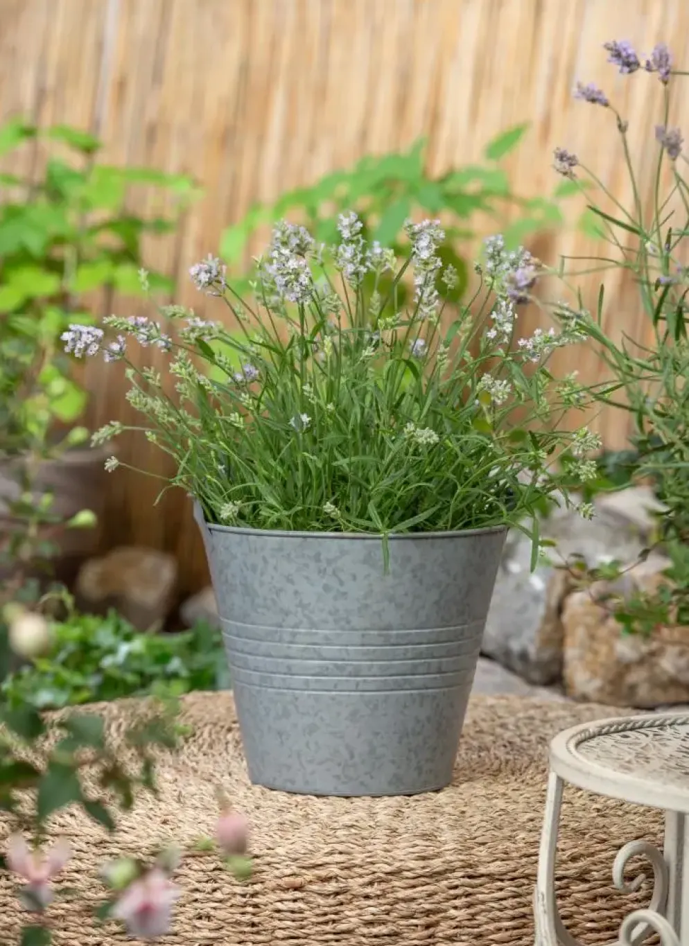 Lavandula angustifolia 'Hidcote' (Lavendel)