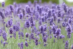 Lavandula angustifolia 'Hidcote' (Lavendel)