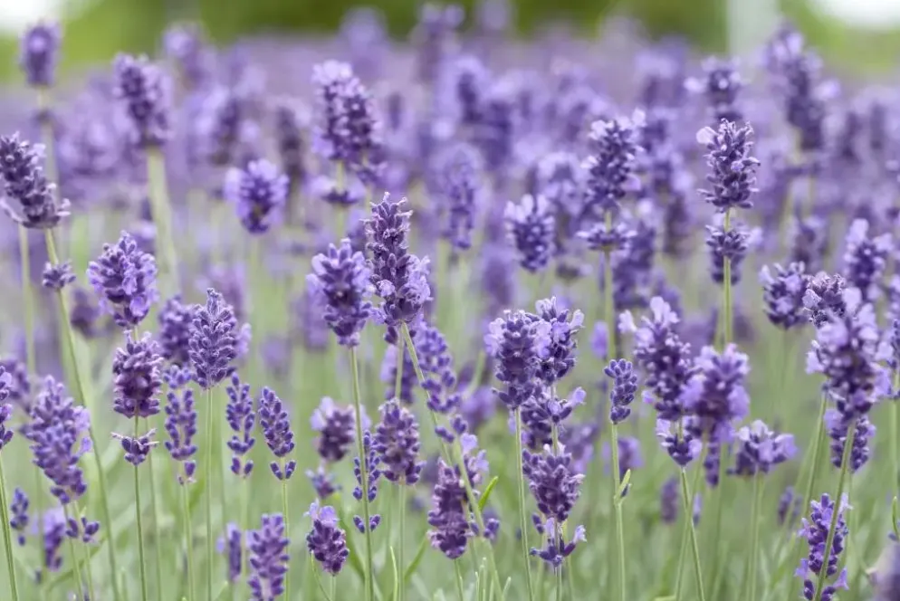 Lavandula angustifolia 'Hidcote' (Lavendel)