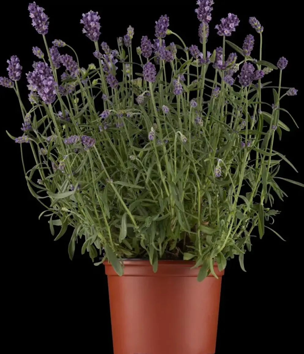 Lavandula angustifolia 'Hidcote' (Lavendel)