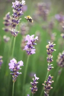 Lavandula angustifolia 'Munstead' (Lavendel)
