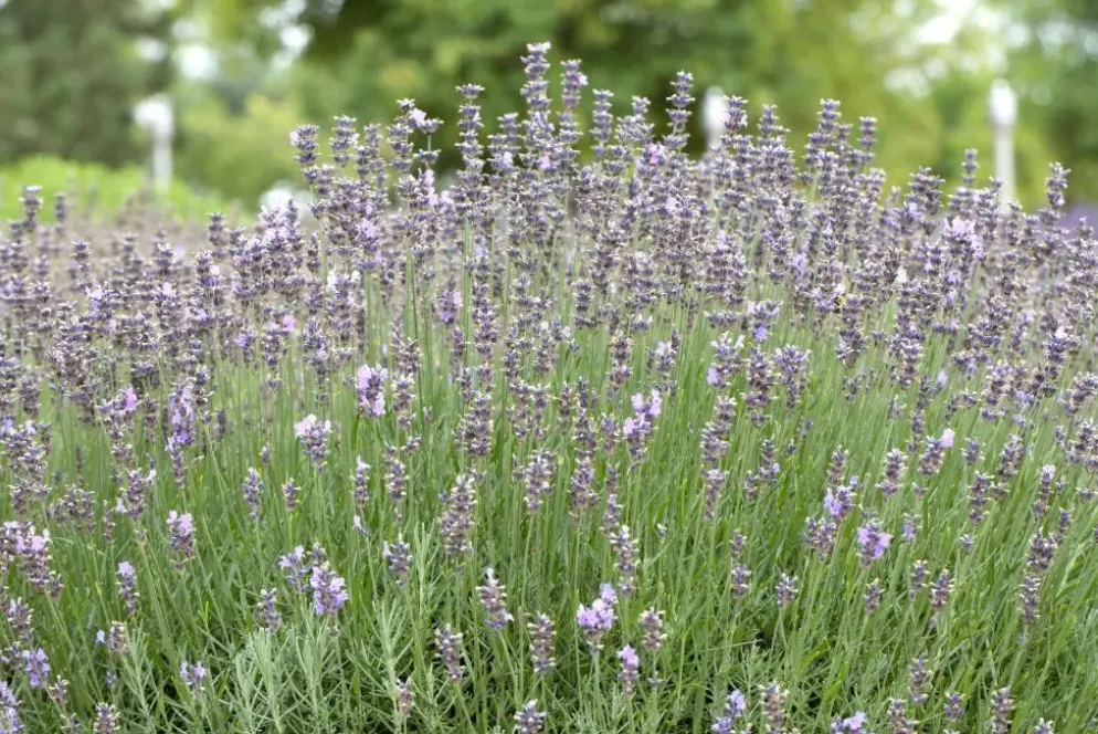 Lavandula angustifolia 'Munstead' (Lavendel)
