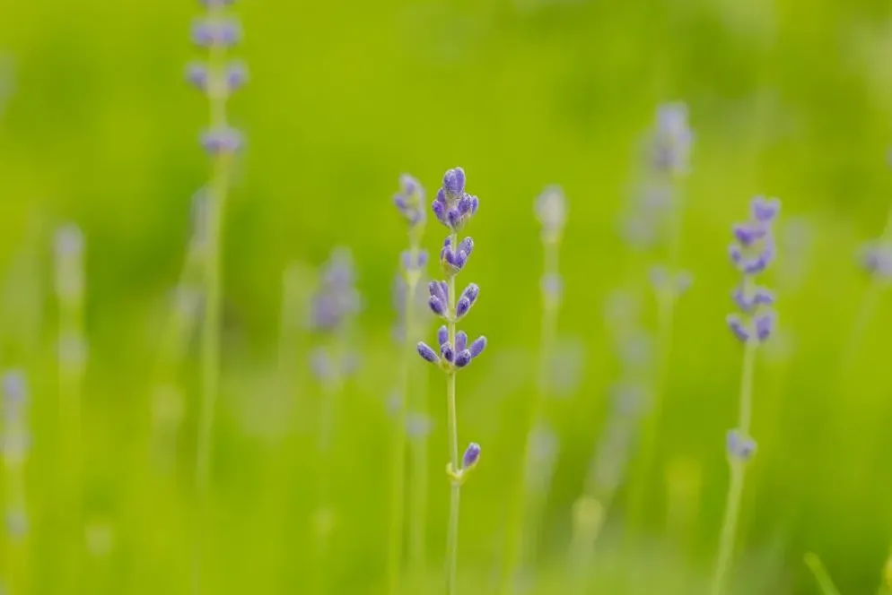 Lavandula angustifolia 'Munstead' (Lavendel)