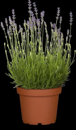 Lavandula angustifolia 'Munstead' (Lavendel)