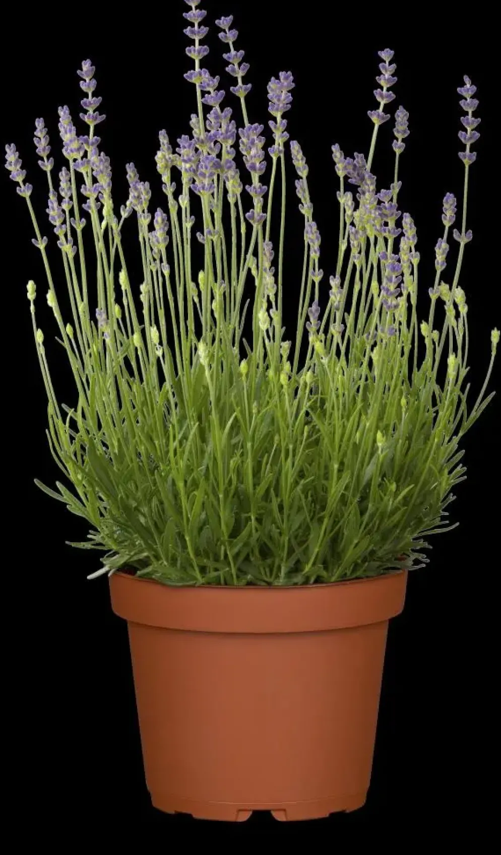 Lavandula angustifolia 'Munstead' (Lavendel)