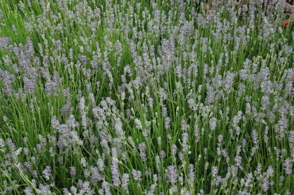 Lavandula angustifolia 'Munstead' (Lavendel)
