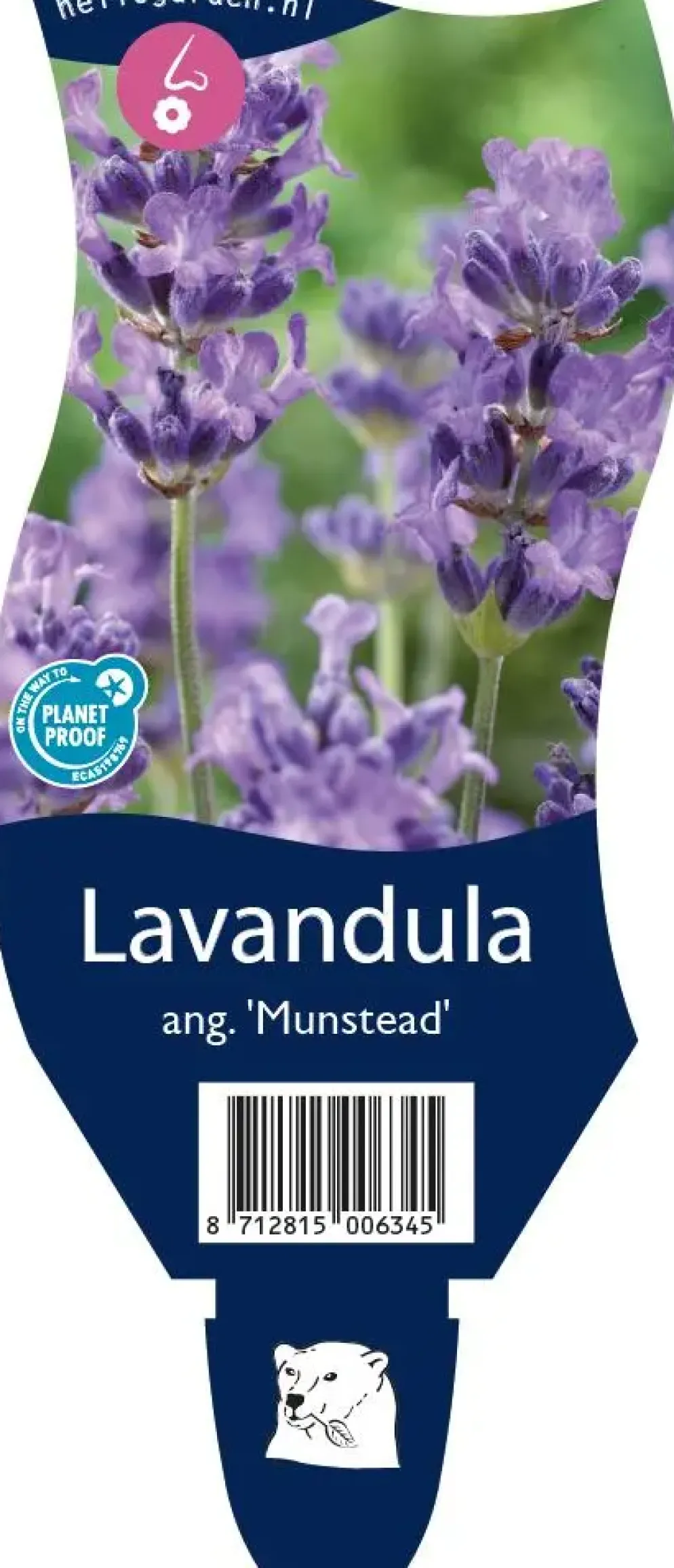 Lavandula angustifolia 'Munstead' (Lavendel)