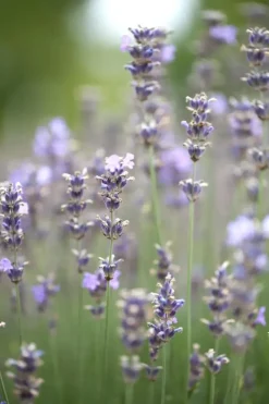 Lavandula angustifolia 'Munstead' (Lavendel)