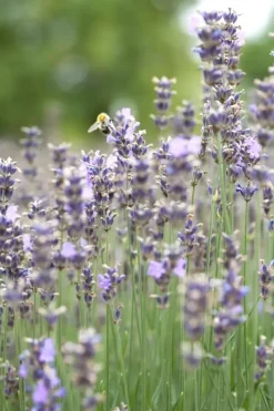 Lavandula angustifolia 'Munstead' (Lavendel)