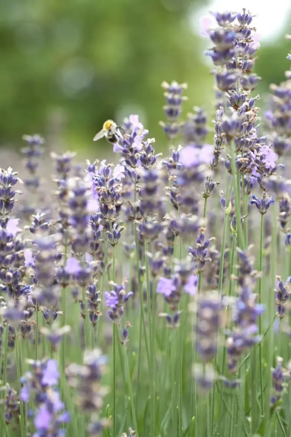 Lavandula angustifolia 'Munstead' (Lavendel)