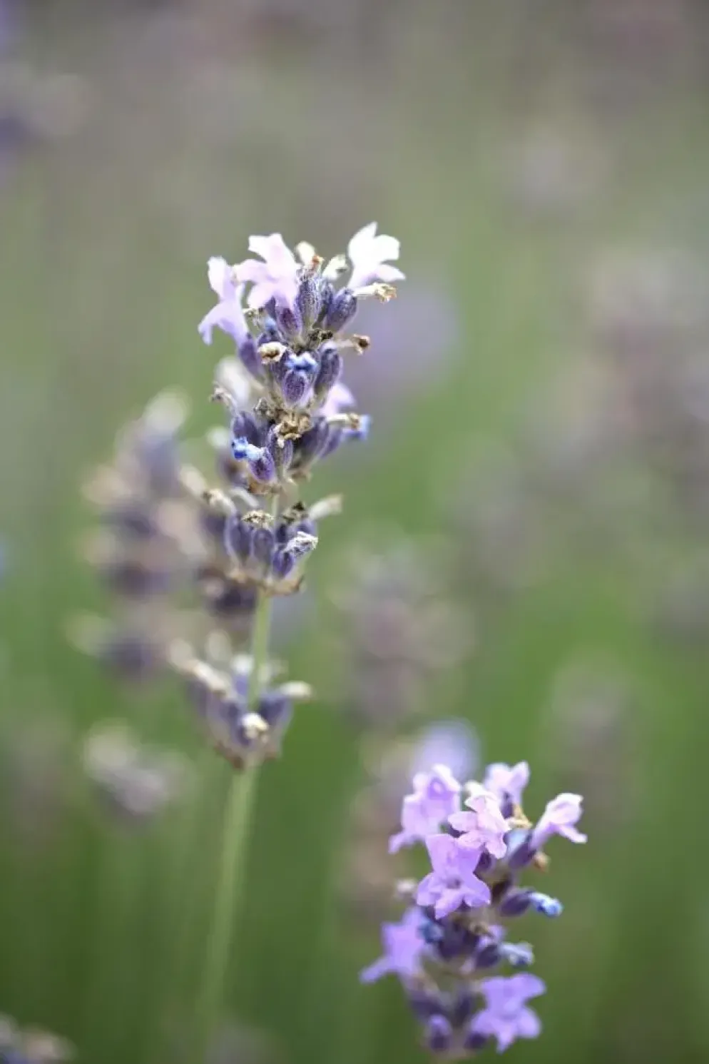 Lavandula angustifolia 'Munstead' (Lavendel)