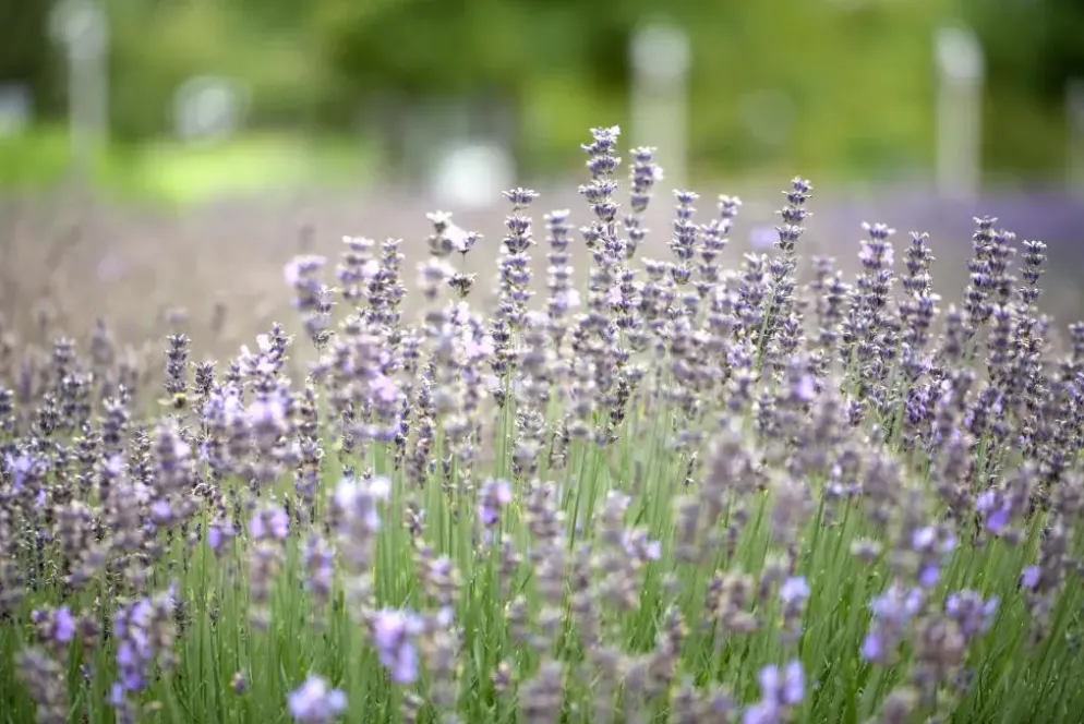 Lavandula angustifolia 'Munstead' (Lavendel)
