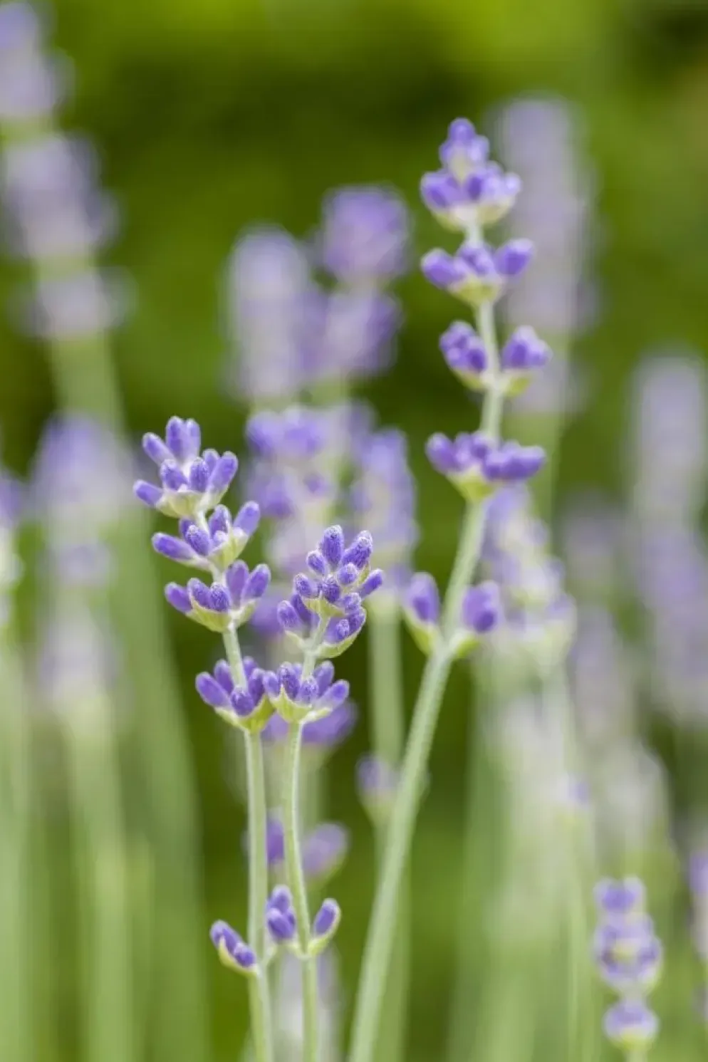 Lavandula angustifolia 'Munstead' (Lavendel)