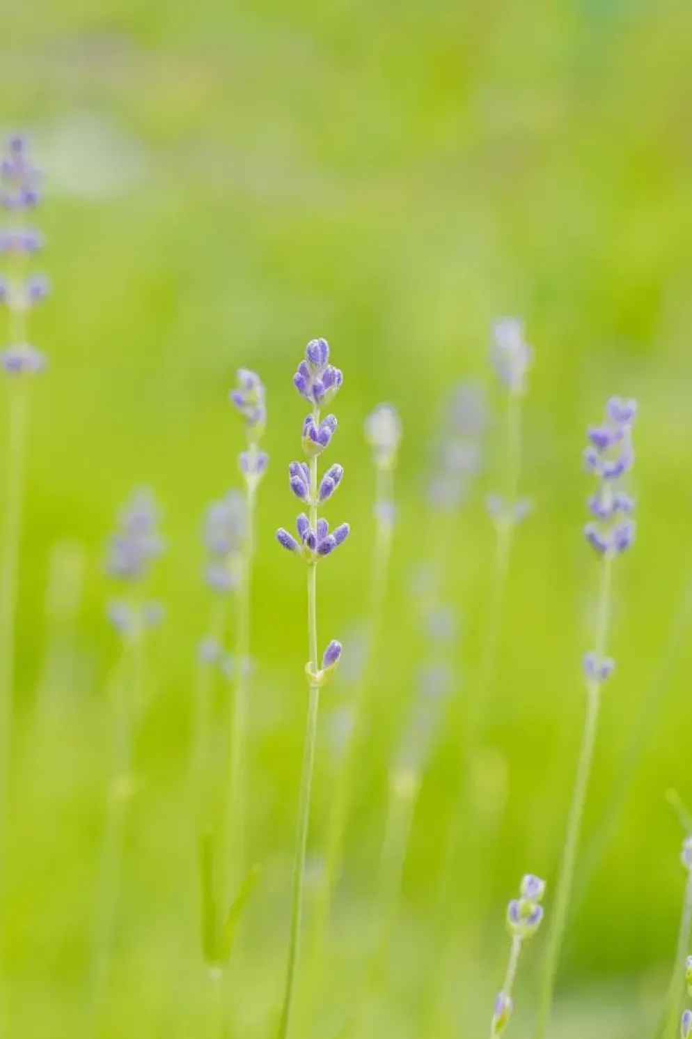 Lavandula angustifolia 'Munstead' (Lavendel)