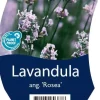 Lavandula angustifolia 'Rosea' (Lavendel)
