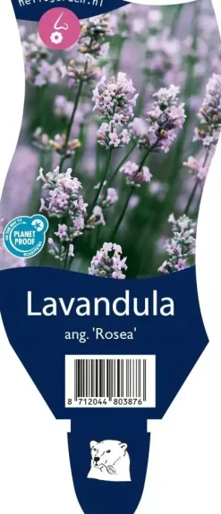 Lavandula angustifolia 'Rosea' (Lavendel)