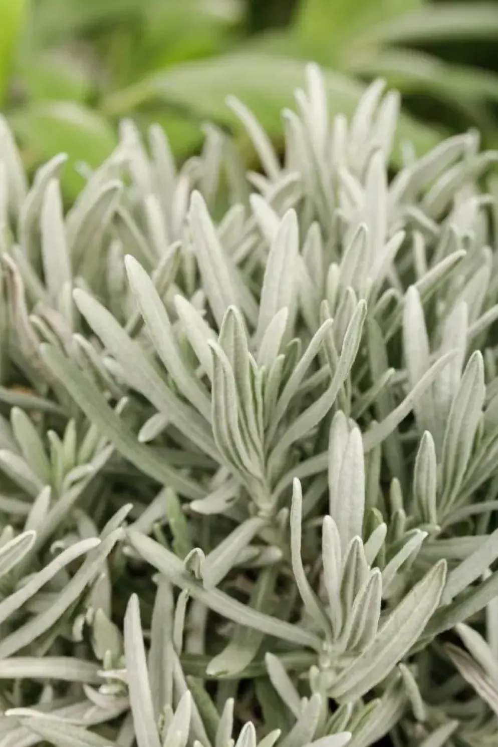 Lavandula (Lavendel)