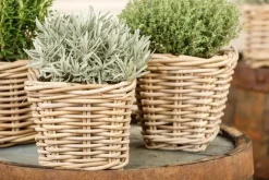 Lavandula (Lavendel)