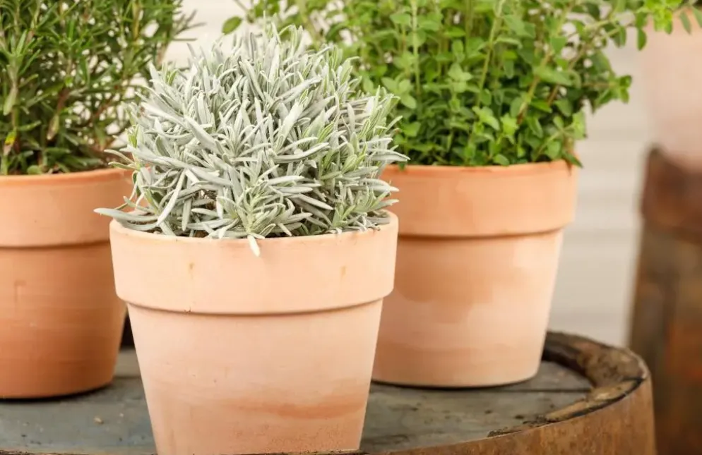Lavandula (Lavendel)