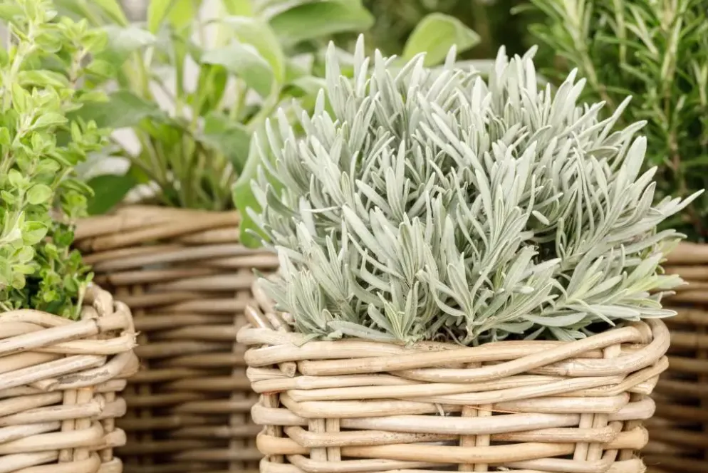 Lavandula (Lavendel)