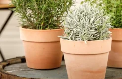 Lavandula (Lavendel)
