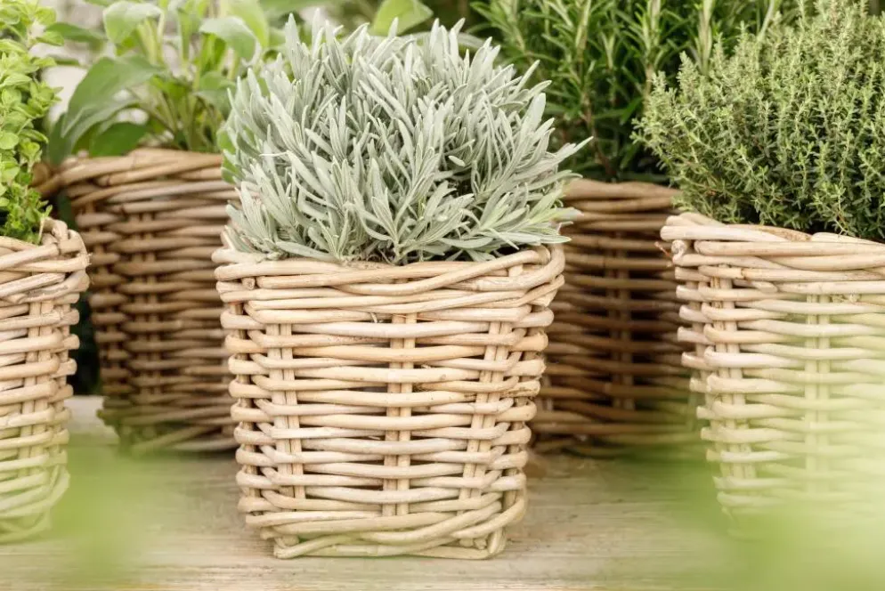 Lavandula (Lavendel)
