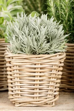 Lavandula (Lavendel)