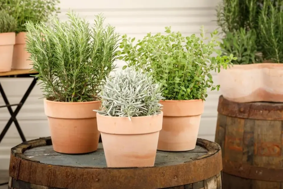 Lavandula (Lavendel)
