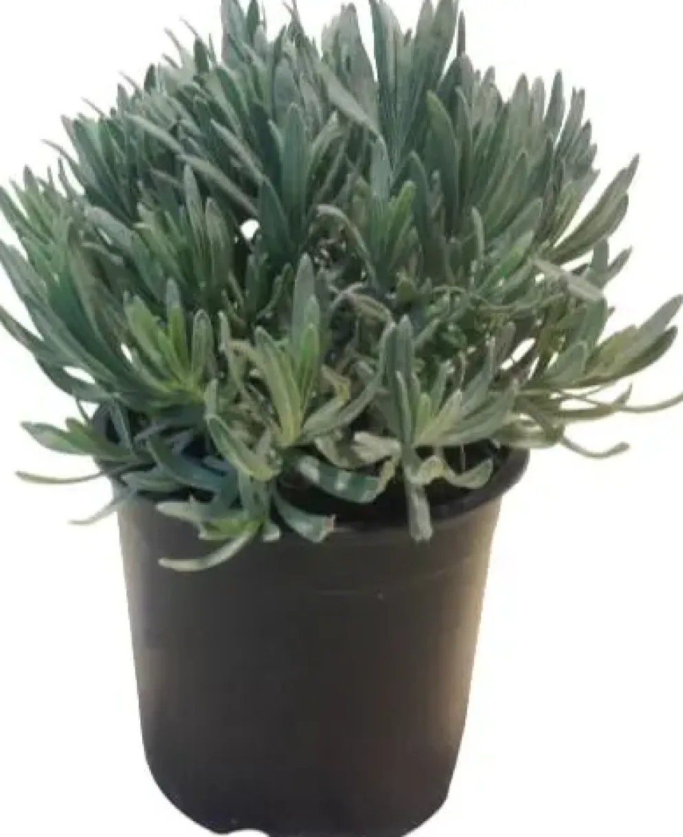 Lavandula (Lavendel)