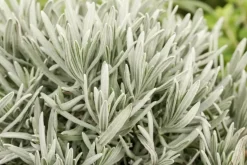 Lavandula (Lavendel)